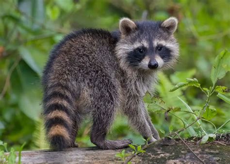 what animals are similar to raccoons